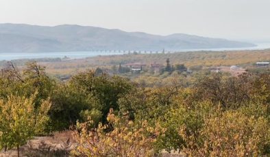 Elazığ’da kayısı bahçelerinde sonbahar hazırlığı başladı