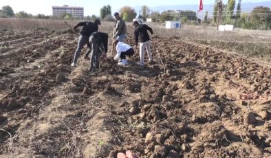Tatlı patates Tokat’ta yüksek verim sağladı