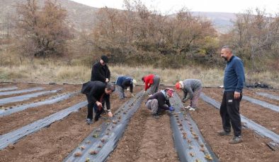 Tatlısu köyü, Çileğin merkezi olacak