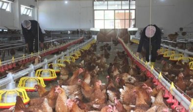 Yumurtada üretim artışı: Tavuk eti üretimi yükselişte