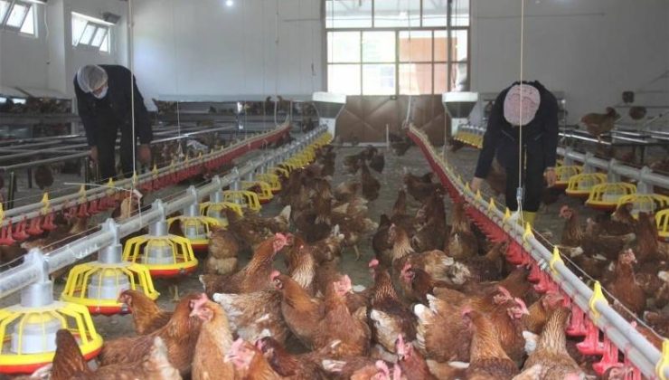 Yumurtada üretim artışı: Tavuk eti üretimi yükselişte