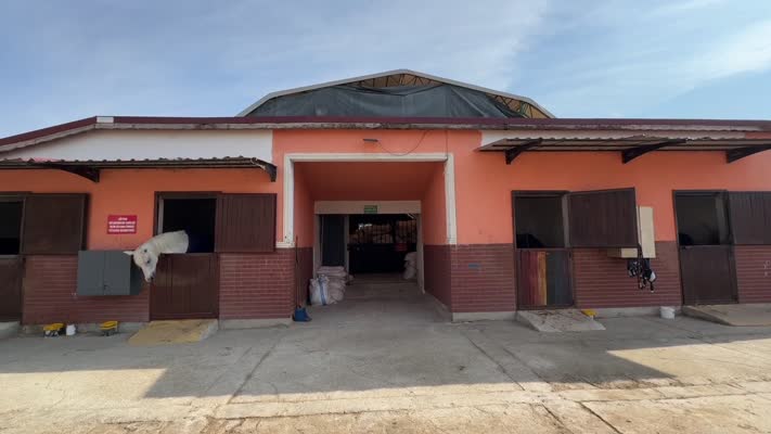 Tören ve müsabaka atları emeklilikte de binicilik sporuna hizmet ediyor
