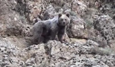 Tunceli’de yaban hayatı dronla görüntülendi