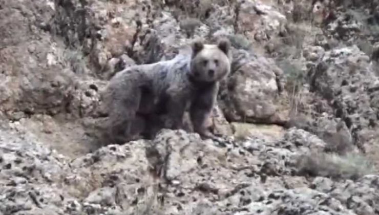 Tunceli’de yaban hayatı dronla görüntülendi