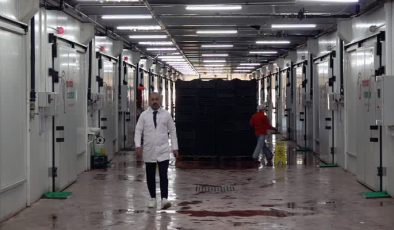Van’da kadınların işlettiği mantar tesisi 48 ile ürün gönderiyor