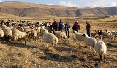 Van’da küçükbaş hayvancılığa 200 bin koyun desteği