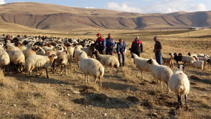 Van’da küçükbaş hayvancılığa 200 bin koyun desteği