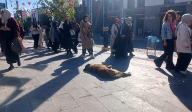 Başı boş köpekler turistlerin korkulu rüyası haline geldi
