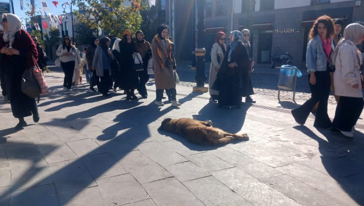 Başı boş köpekler turistlerin korkulu rüyası haline geldi