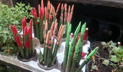 Diyarbakır’da Paşa Kılıcı (Sansevieria) Çiçeği revaçta