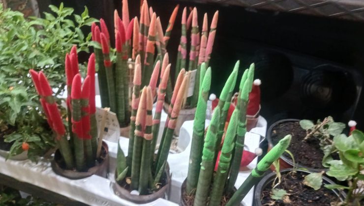 Diyarbakır’da Paşa Kılıcı (Sansevieria) Çiçeği revaçta