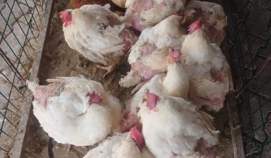 Vatandaşlar uygun fiyat için canlı tavuğa yöneldi