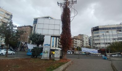 Elektrik direğini saran sarmaşıklar tehlike yaratıyor