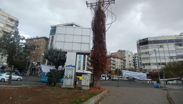 Elektrik direğini saran sarmaşıklar tehlike yaratıyor
