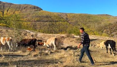 Dede mirası hayvancılığı Erciyes’in eteklerinde tek başına yapıyor