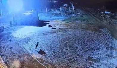 Aç kalan kurt sürüsü bekçi köpeğini parçaladı