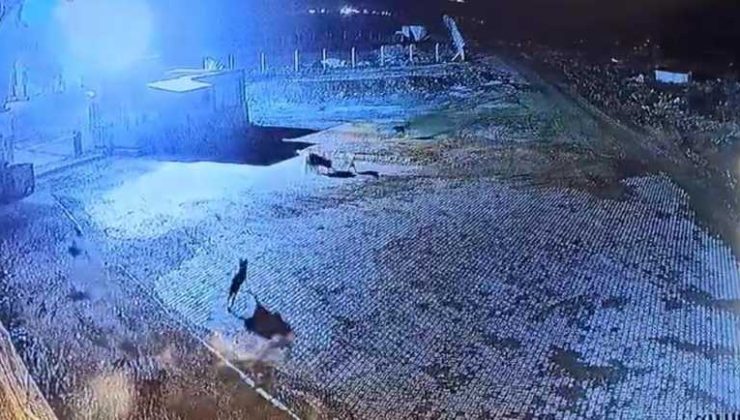 Aç kalan kurt sürüsü bekçi köpeğini parçaladı