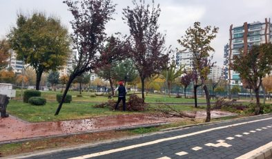 Kayapınar ’da ağaçlar budanıyor