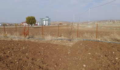 Kulp kırsalında bağ ekimi devam ediyor