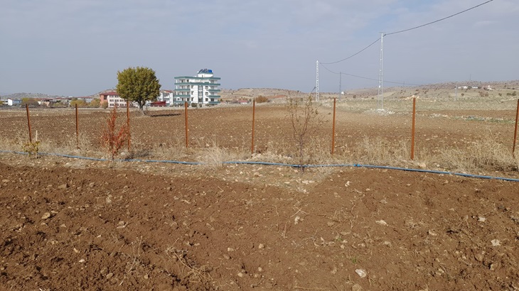Kulp kırsalında bağ ekimi devam ediyor