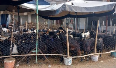 Kasap fiyatı canlı hayvana yönlendiriyor