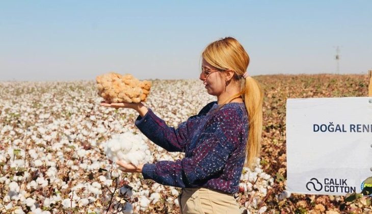 Ceylanpınar’da doğal renkli pamuğun hasadı başladı