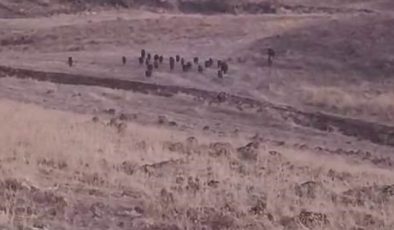Karakoçan’da domuz sürüsü araziye daldı