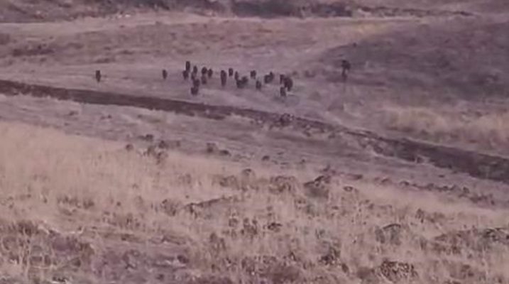 Karakoçan’da domuz sürüsü araziye daldı
