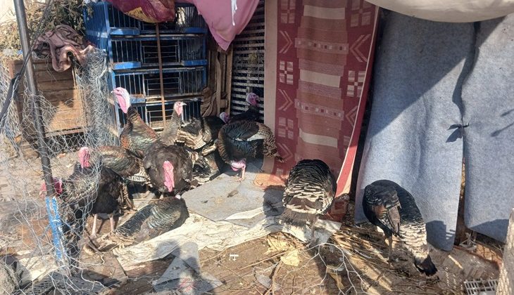 Hindi Fiyatları keçi ve koyunla yarışıyor