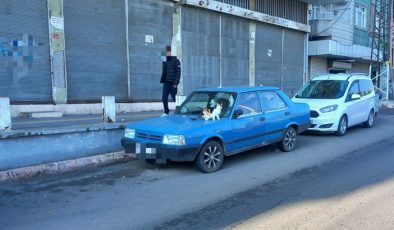 Dikkat araba’da  Kedi çıkabilir!