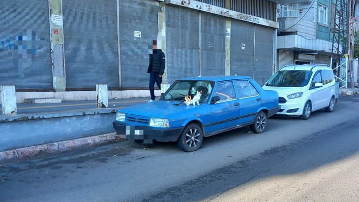 Dikkat araba’da  Kedi çıkabilir!