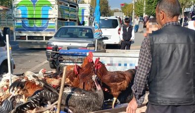 Doğal köy tavuğu rağbet görüyor