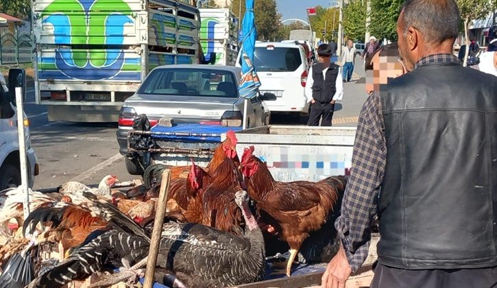 Doğal köy tavuğu rağbet görüyor