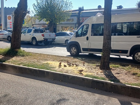 Diyarbakır Esnafından Kuşlara Kış Yardımı