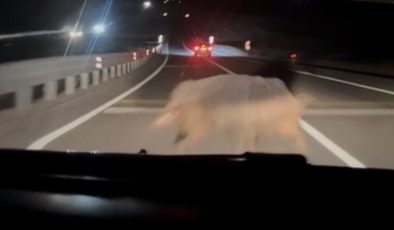 Diyarbakır’da yola çıkan domuza otomobil çarptı