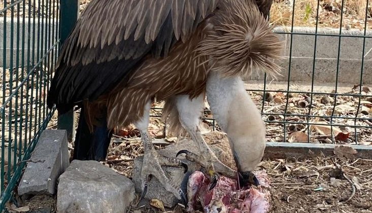 Şırnak’ta kızıl akbaba doğal yaşam alanına bırakıldı