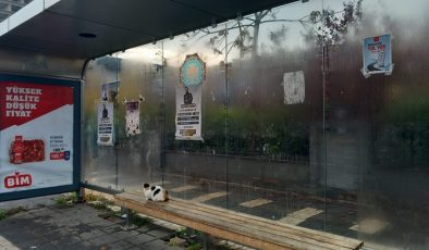 Sokak kedileri yağmurda duraklara sığındı
