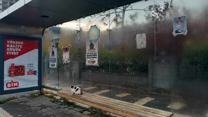 Sokak kedileri yağmurda duraklara sığındı