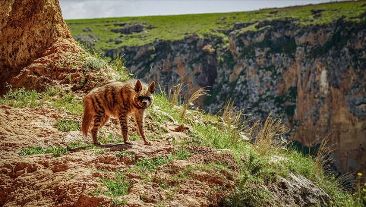 Nesli tükenme tehlikesi altındaki çizgili sırtlan görüntülendi
