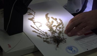 Yeni bir bitki türü keşfedildi