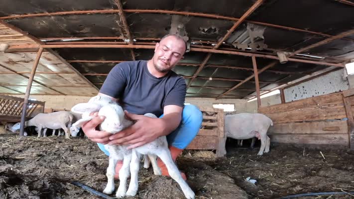 15 koyunla hayvancılığa başlayan genç sürü sahibi oldu