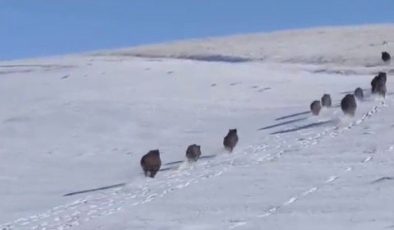 Ağrı Patnos’ta 100’e yakın yaban domuzu görüntülendi