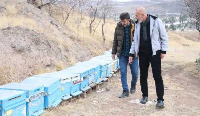 Arılar yıllar sonra erken kış uykusunda