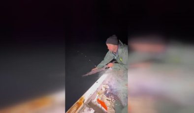 Balıkçıların ağına takılan mersin balığı tekrar denize salındı