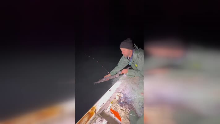 Balıkçıların ağına takılan mersin balığı tekrar denize salındı