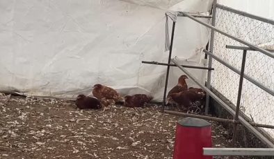 Bodrum’da sahipsiz köpekler 600 tavuğu telef etti