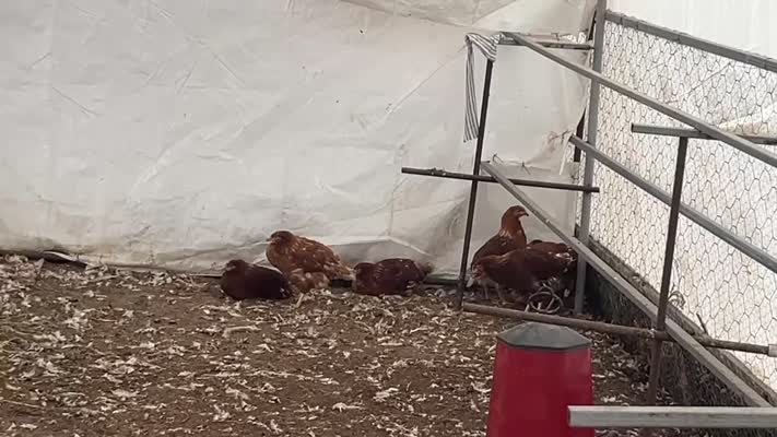 Bodrum’da sahipsiz köpekler 600 tavuğu telef etti
