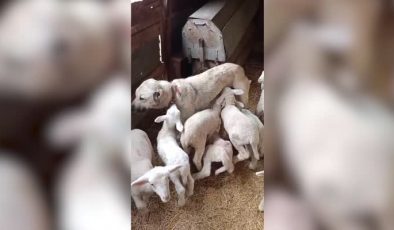 Bu çoban köpeği, yavrusuyla birlikte 6 kuzuyu besliyor