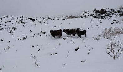 Dağ köylerinde besicilerin karla mücadelesi başladı