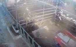 Dananın sahibine saldırdığı anlar